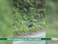 Orsetta abbandonata nel Parco d’Abruzzo