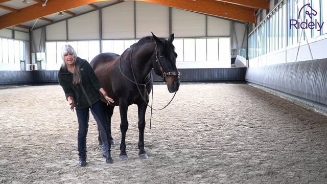 It’s all about Balance: Understanding Your Horse’s Natural Asymmetries