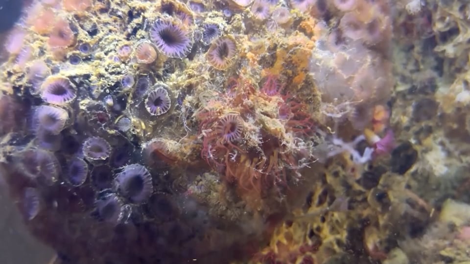 Symbiosis