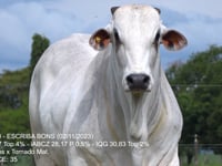 Lote 18