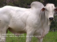 Lote 20