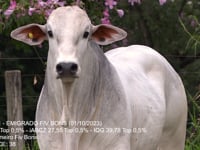 Lote 25
