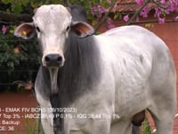 Lote 27