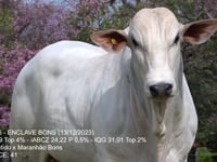 Lote 37