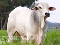 Lote 44