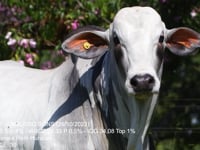 Lote 49