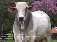 Lote 63