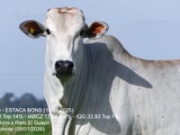 Lote 12