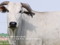 Lote 53