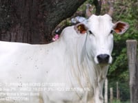 Lote 55
