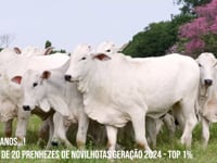 Lote 64 Anos