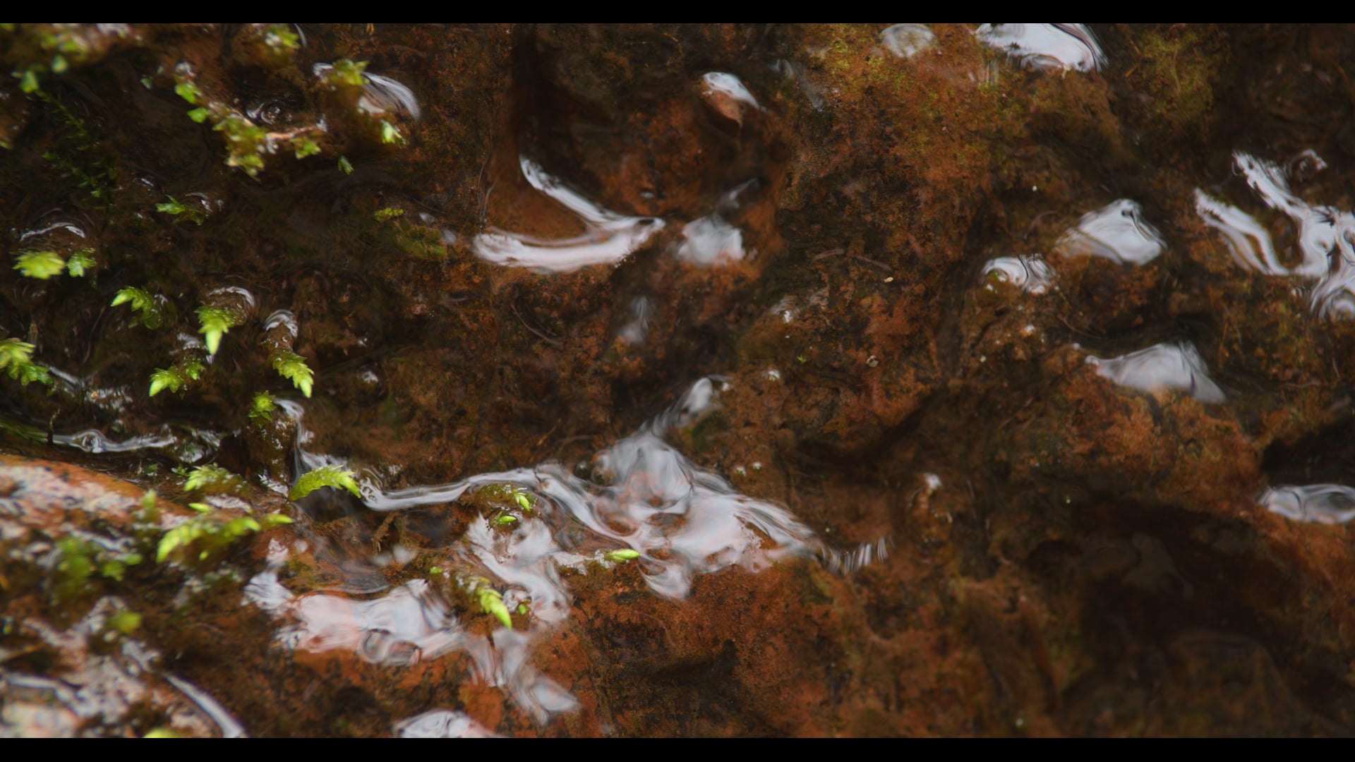 Hone Quarry: Springs