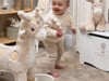 Gungdjur med namn - Giraff