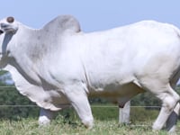 Lote 27