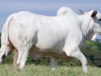 Lote 35