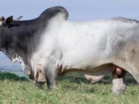 Lote 37