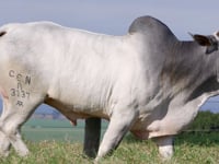 Lote 40