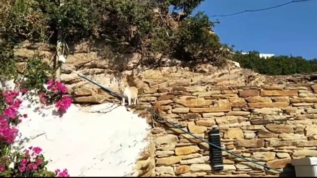 Δηλητηρίασε με φόλες μια όλοκληρη γατοαποικία στην Ίο  στο λιμάνι τον Οκτώβριο του 2019