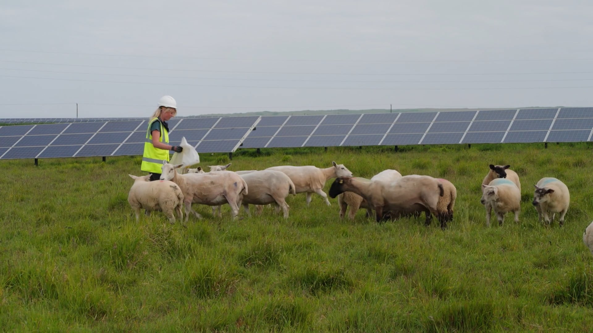 Low Carbon - Sheep on sites
