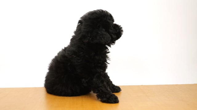 Locco dog life design | れいちゃん #犬#トイプードル#プードル