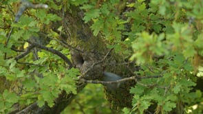Blue Tit Taking Food to Nest