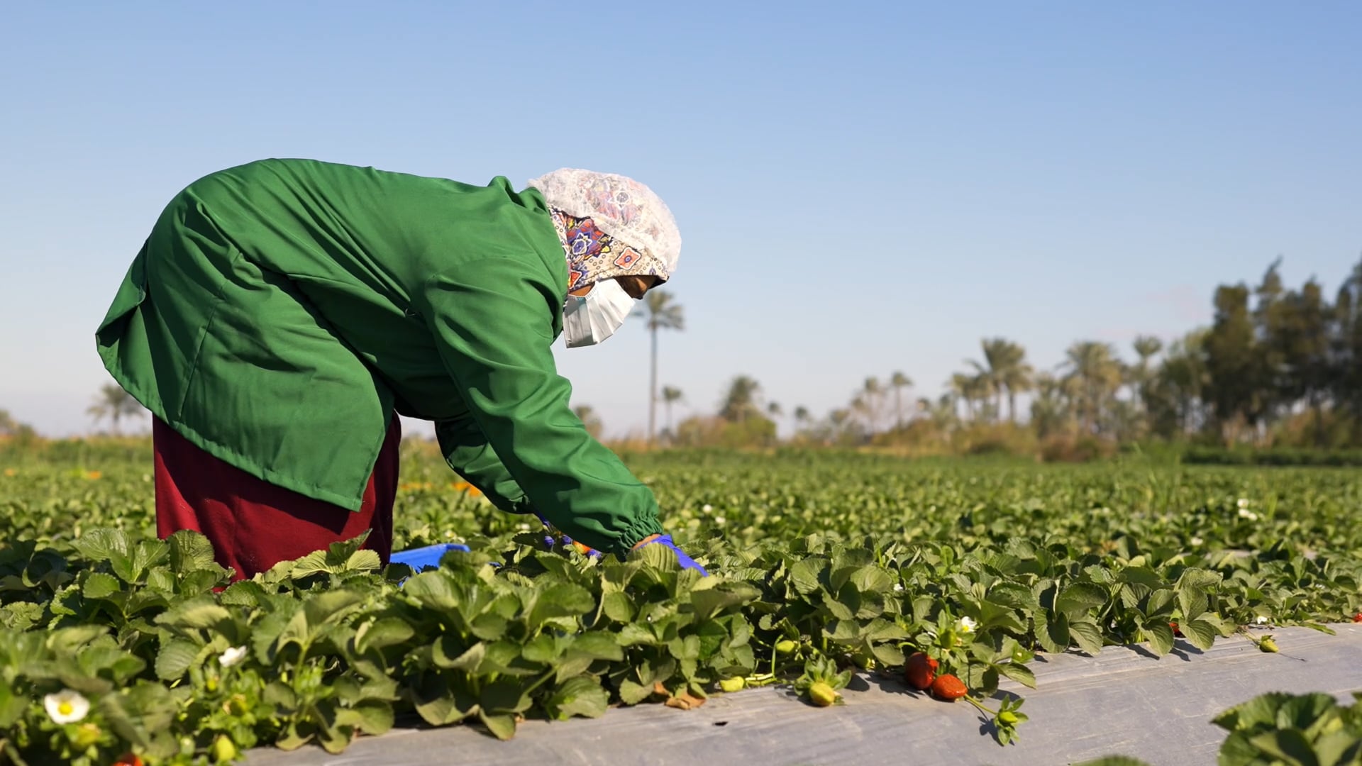 Ismailia Frozen Foods - Documentary