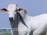 Lote 51