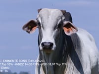 Lote 54
