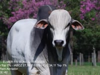 Lote 58