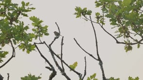 Chiffchaff Singing