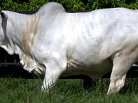Lote 04