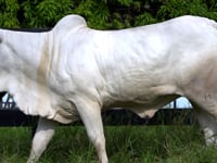 Lote 26