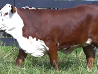 Lote 33
