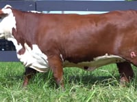 Lote 34