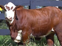 Lote 37