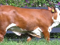 Lote 40