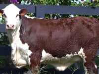 Lote 44