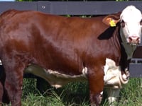 Lote 47