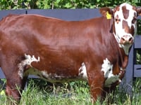 Lote 49