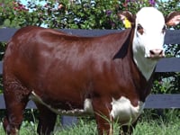 Lote 50