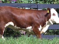 Lote 51