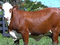 Lote 52