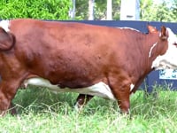 Lote 54