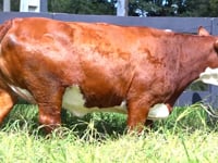 Lote 55