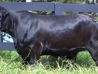 Lote 56