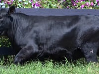 Lote 57