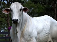 Lote 58