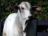 Lote 60