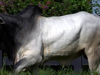 Lote 61