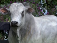 Lote 66